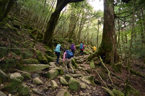 เดินป่าปีนเขา ญี่ปุ่น
