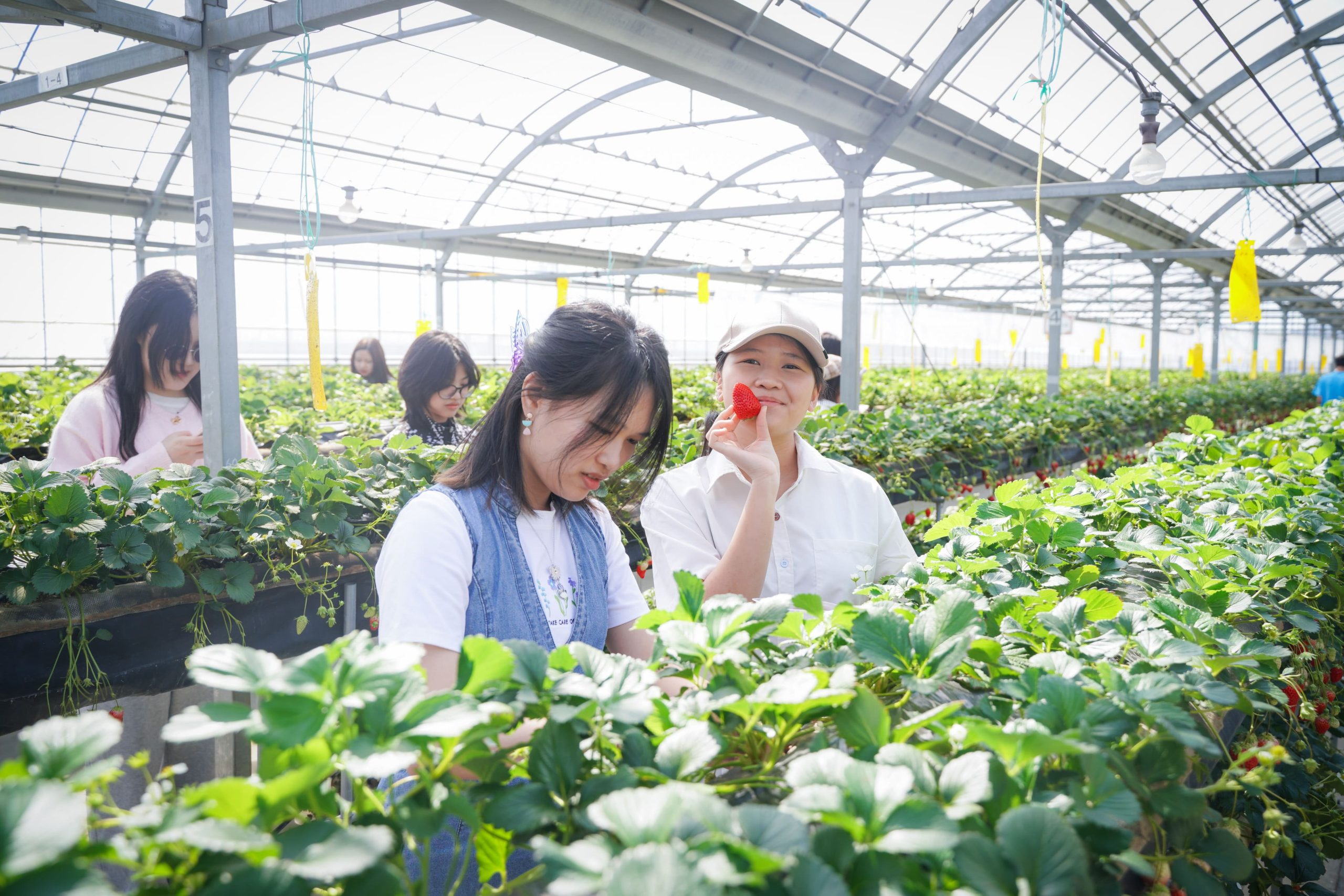 Hamamatsu Fruit Park เก็ยสตรอเบอรี่